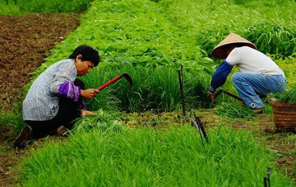 蔬菜采摘